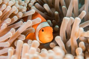 Clownfish Peixe de Aquário