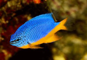 Peixe de aquário: Damselfish