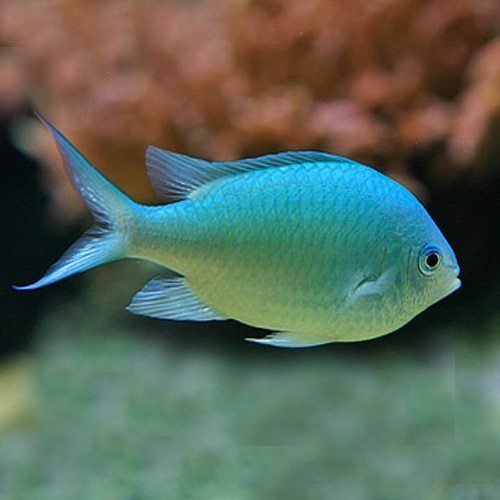 Green Chromis: Peixes para Aquário