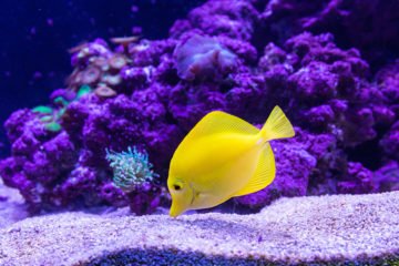 Yellow Tang Preço