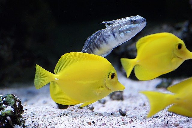 Yellow Tang