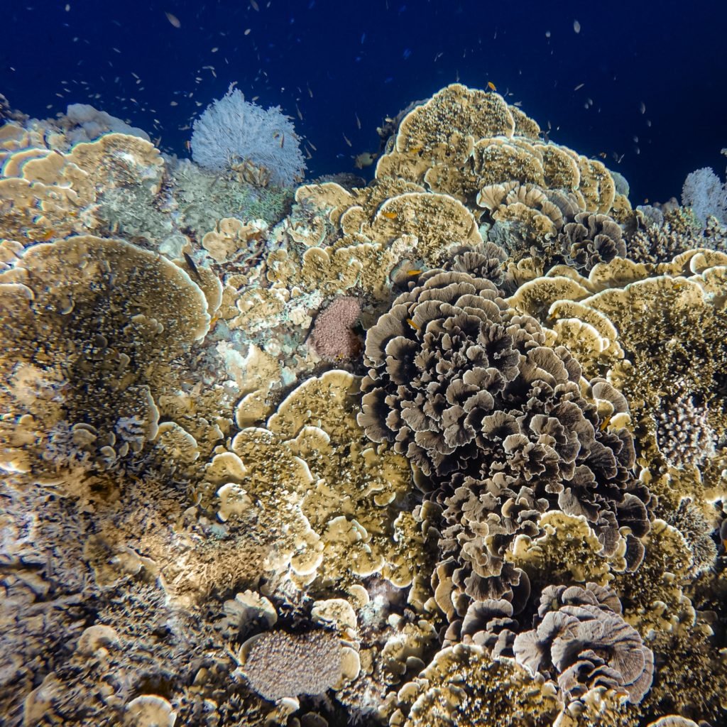 Coral Acropora Color Muda Peq