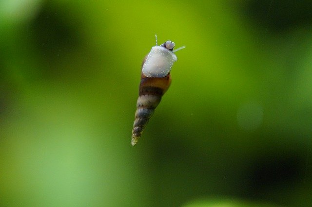 Caracóis / Turbo Snails