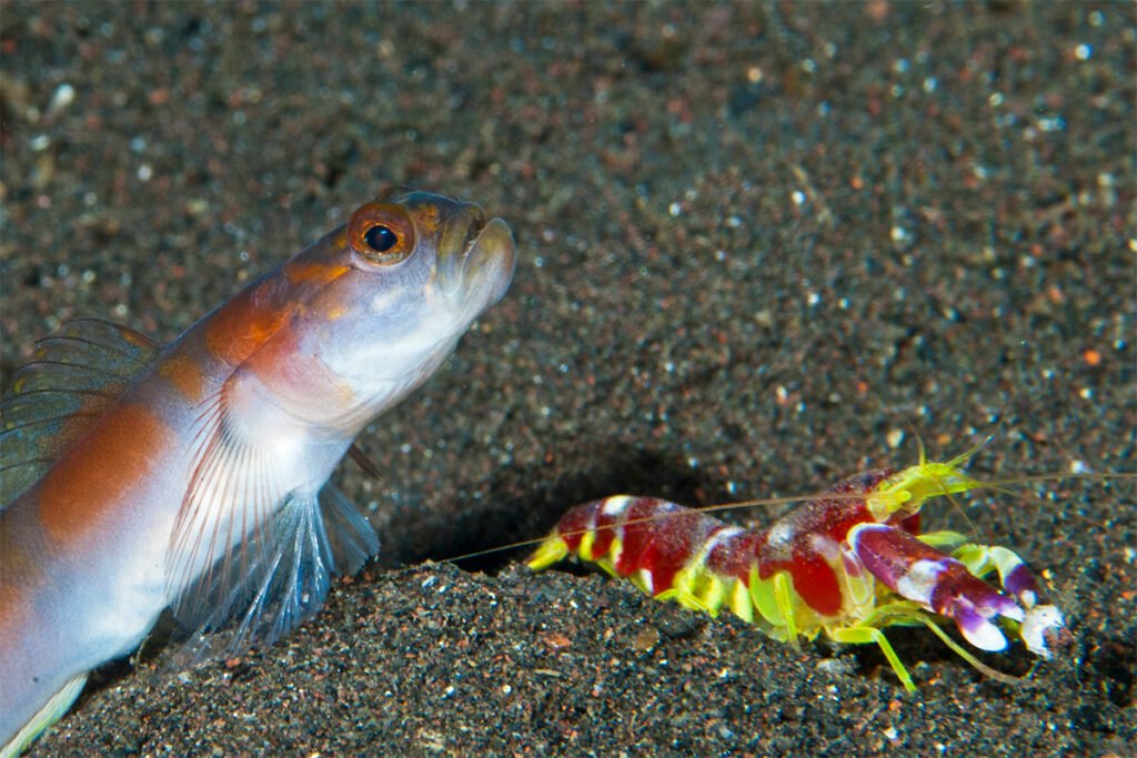 Camarão Pistola com Goby