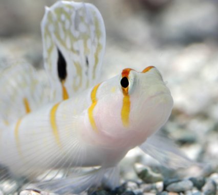 Goby (A. Randalli)