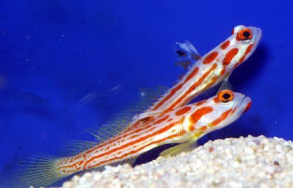 Goby Yasha