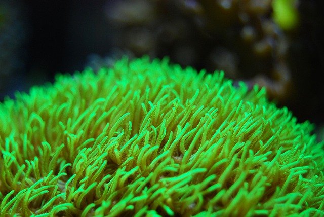GSP Corais marinhos baratos