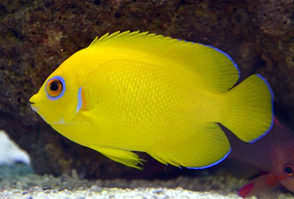 Lemonpeel Angelfish