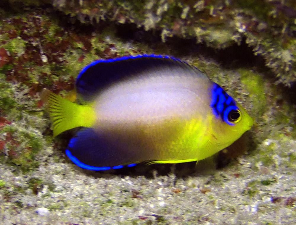 Pearlback Angelfish