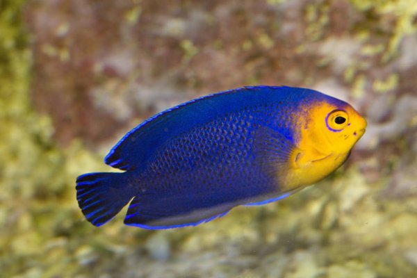 Querubim Angelfish