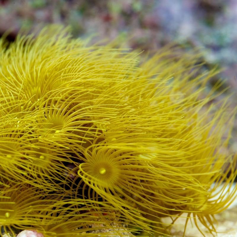 Yellow Polyps Corais Moles 