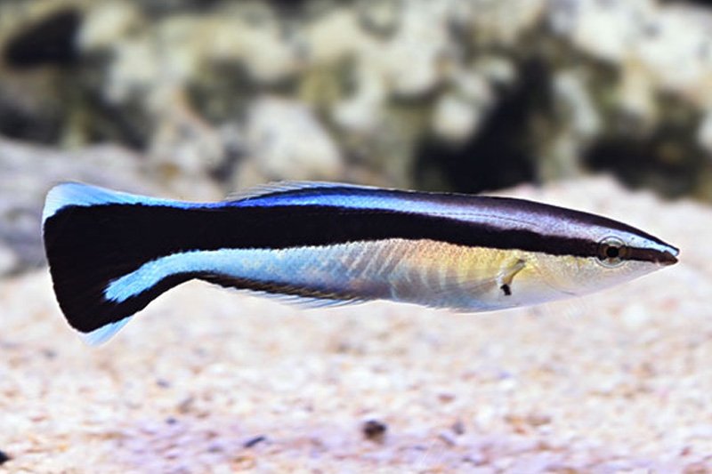 Cleaner Wrasse