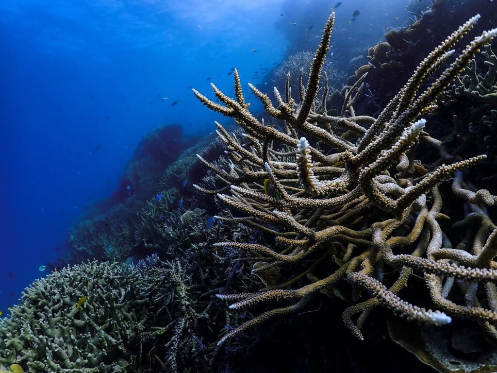 Coral Aquário Avançado